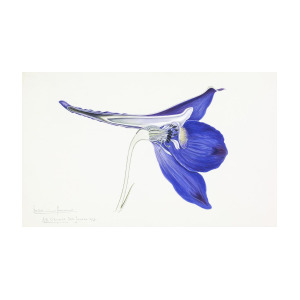 300x300 Hardy Larkspur