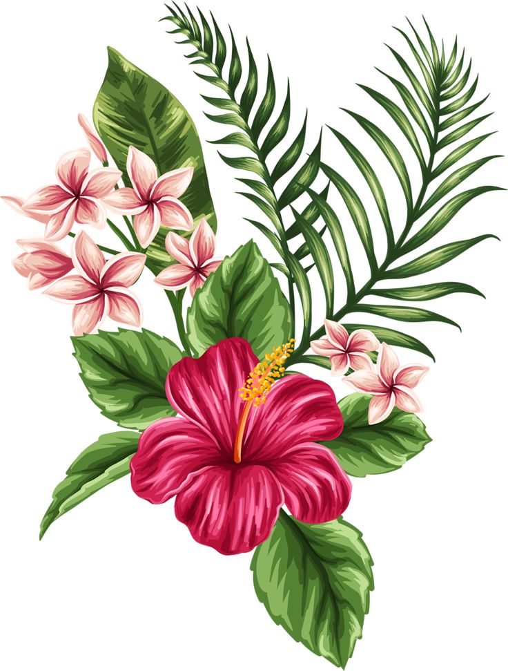 736x971 Hawaiian Flower Drawing Clip Art