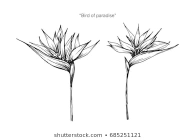 390x280 Huge Collection Of 'birds Of Paradise Flower Drawing' Download