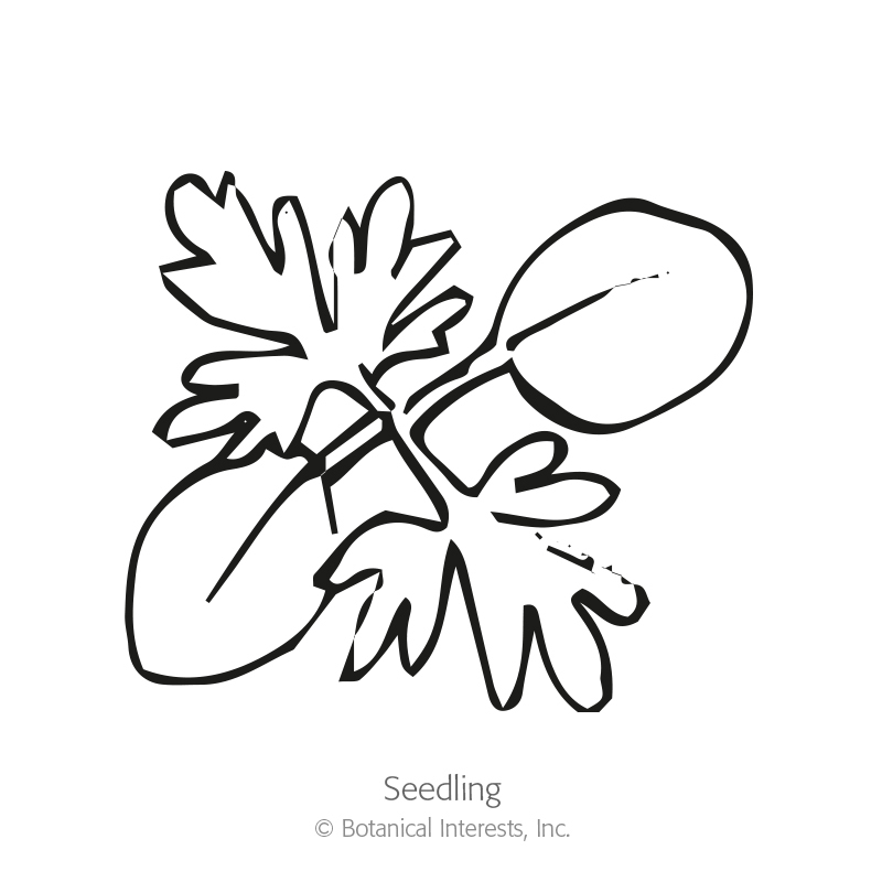 800x800 imperial blend larkspur seeds view all flowers botanical interests