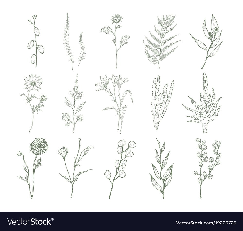 1000x953 Black And White Larkspur Flower Gardening Flower And Vegetables