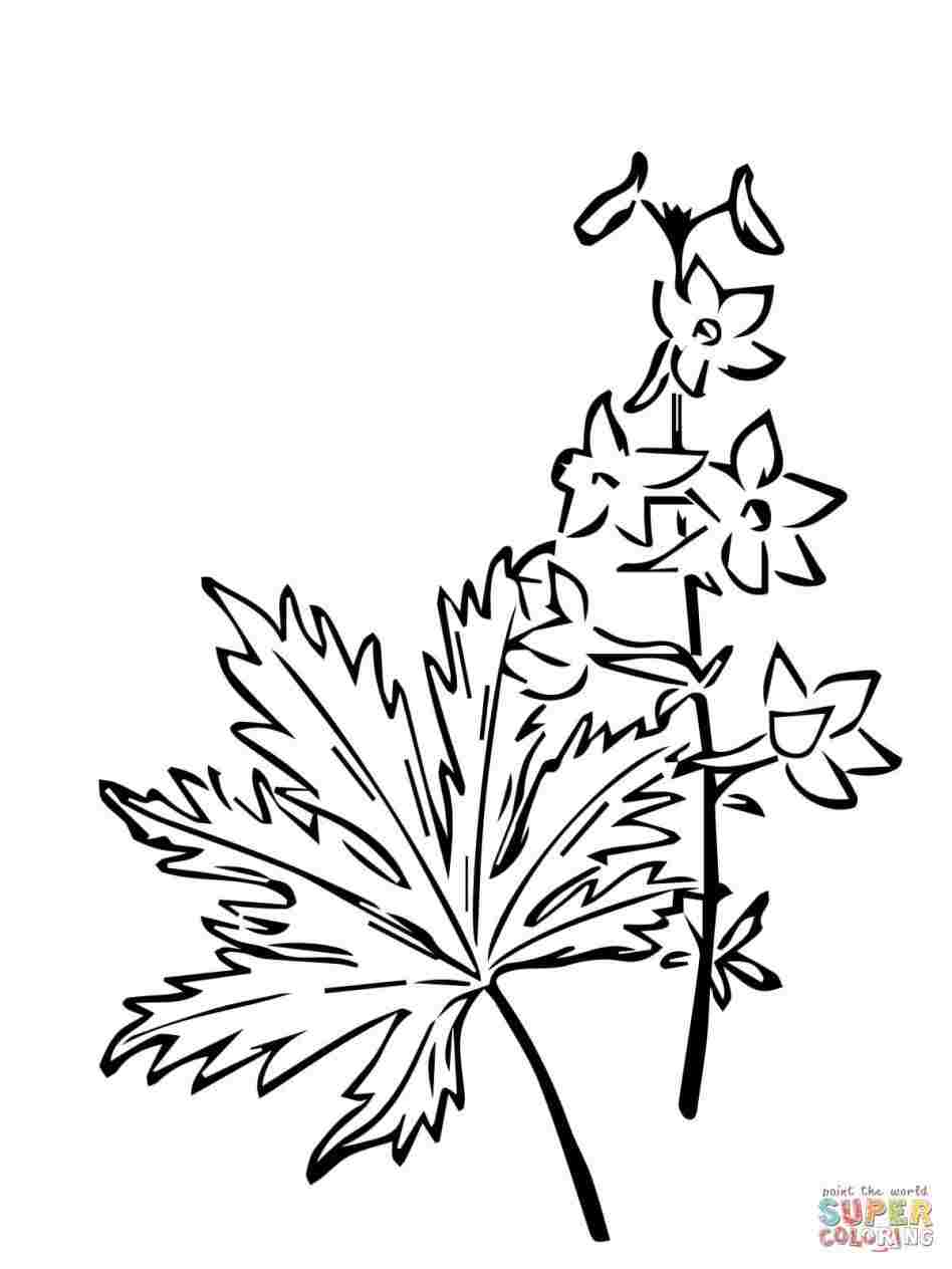 948x1264 Black And White Larkspur Flower Drawing