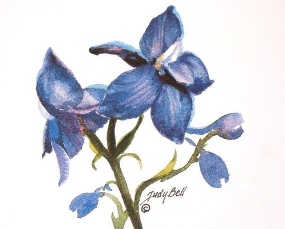 570x457 Blue Larkspur Wildflower Print Watercolor Painting Etsy