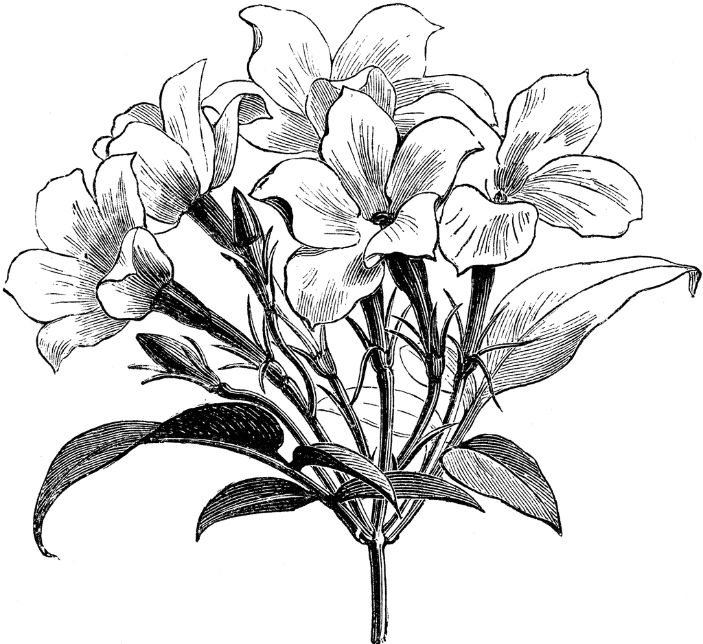Larkspur Flower Drawing