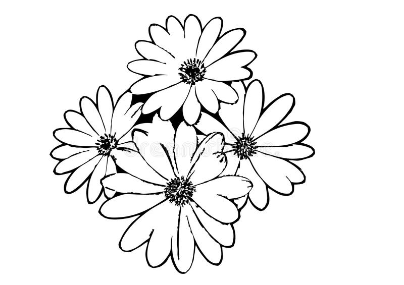 800x565 Flower Outline Clip Art