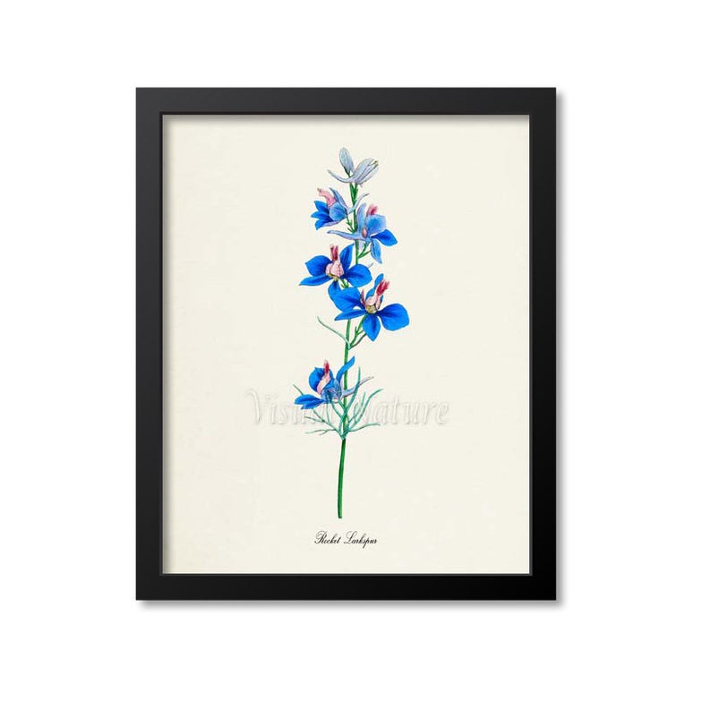 794x794 Rocket Larkspur Flower Art Print Botanical Art Print Flower Etsy