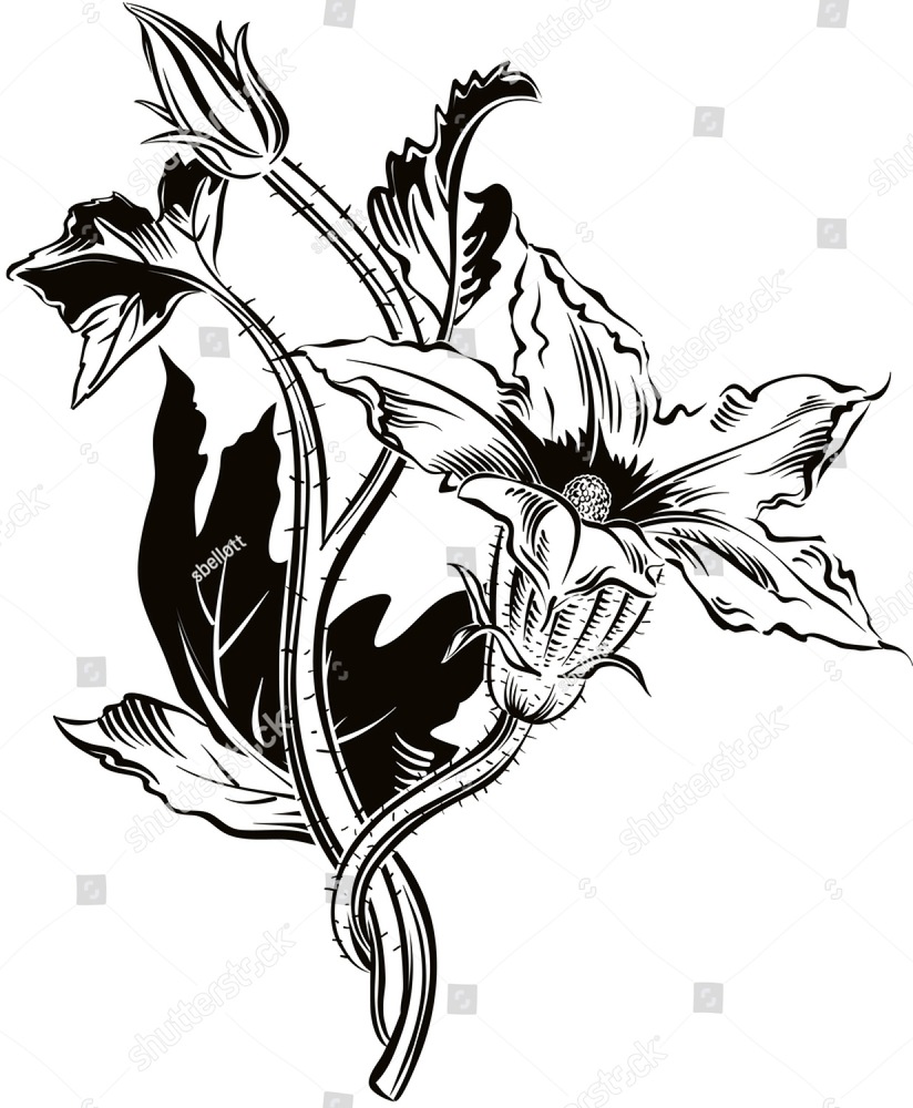 824x1000 Bunch Of Bell Flower, Black And White Style Ez Canvas