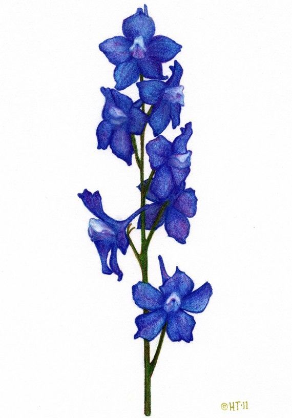 570x816 Larkspur Tattoo Found On Tattoo Birth Flower