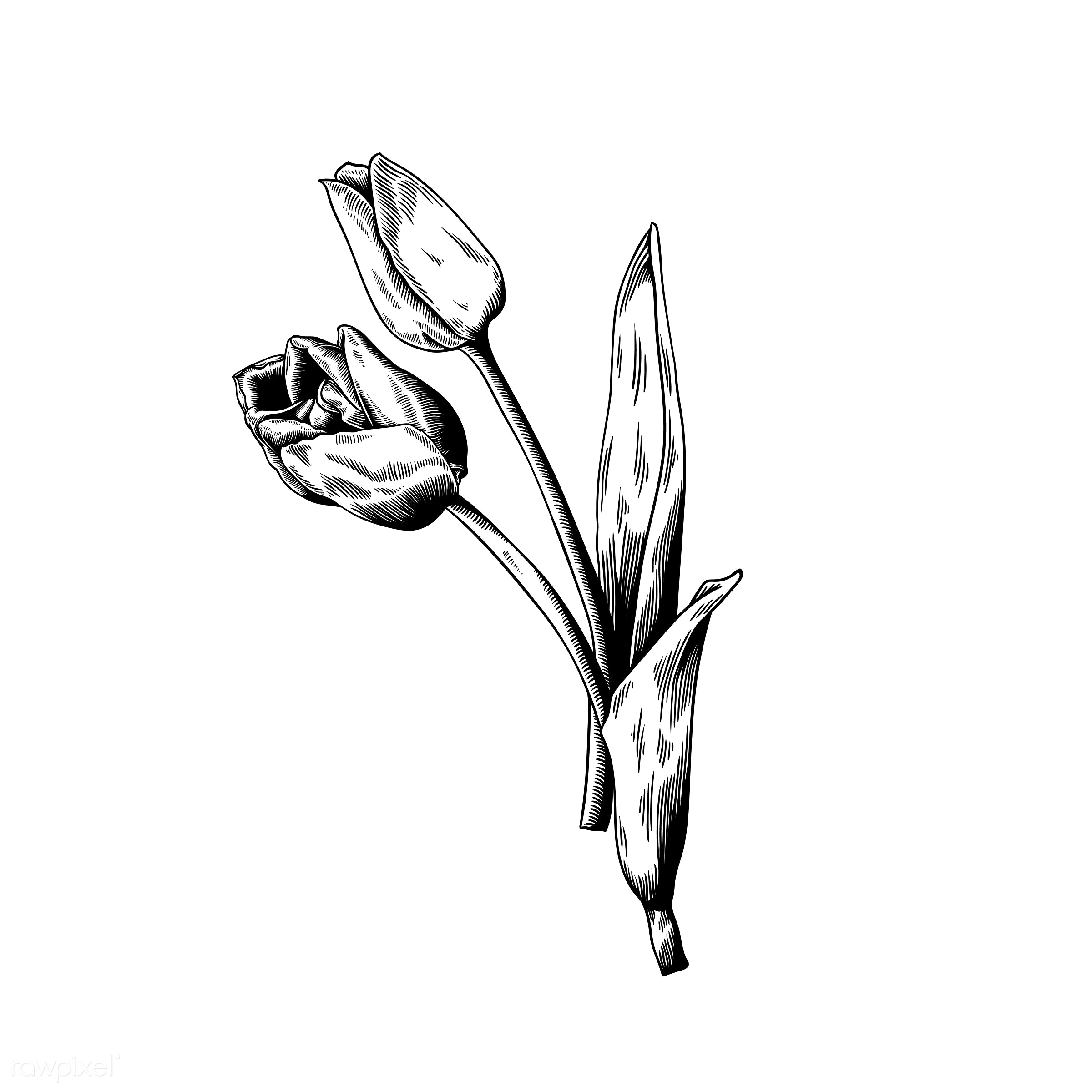 2400x2400 amaryllis drawing mayflower for free download