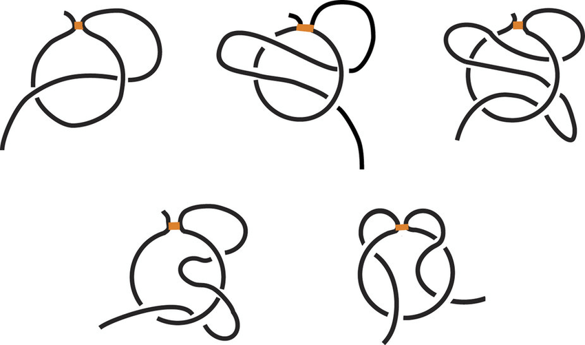 850x501 various types of complex lasso motifs, denoted