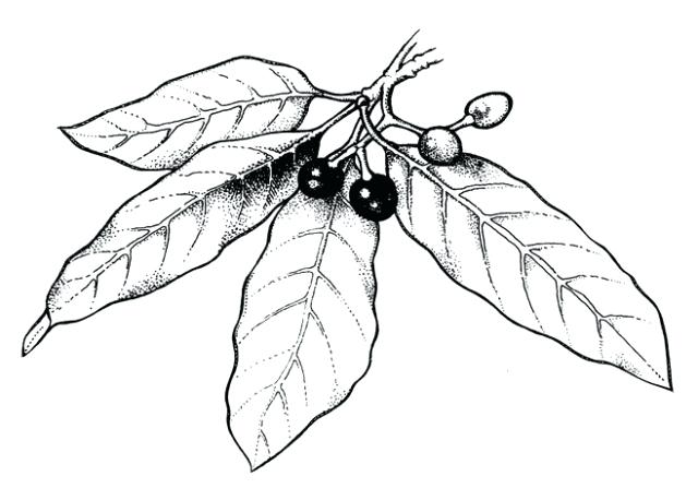 640x458 laurel tree drawing drawing and laurel tree