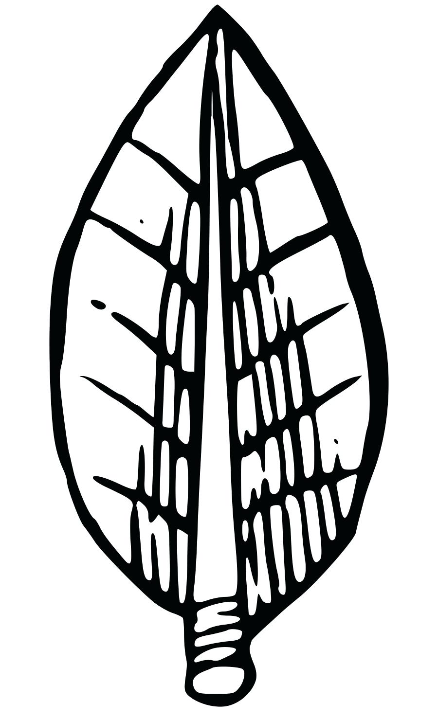 900x1480 laurel tree drawing drawing and laurel tree