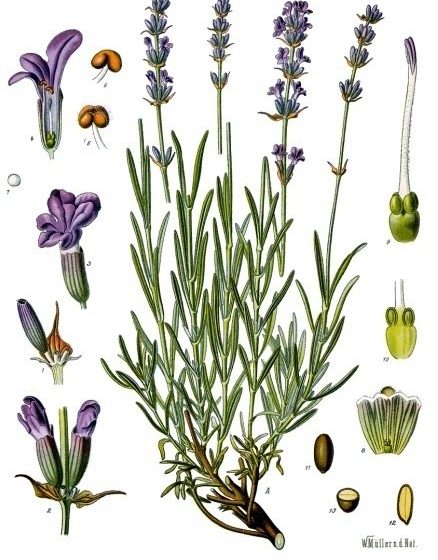 Lavender Botanical Drawing