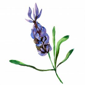 275x275 Lavender Flowers Isolated Photos And Images