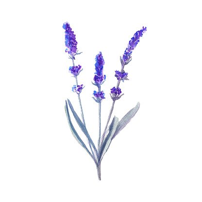 416x416 Lavender Watercolor Illustration Premium Clipart