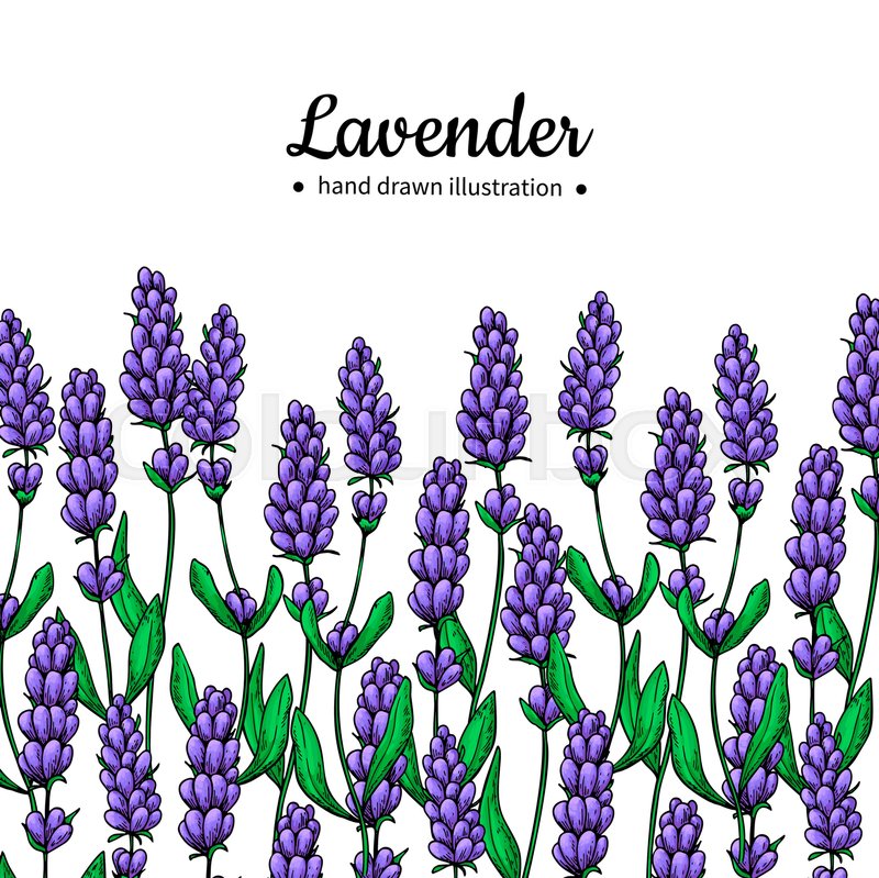 800x799 Lavender Vector Drawing Border Stock Vector Colourbox