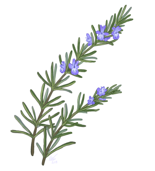 500x550 rowan kingsbury the one thing i drew earlier this week was this