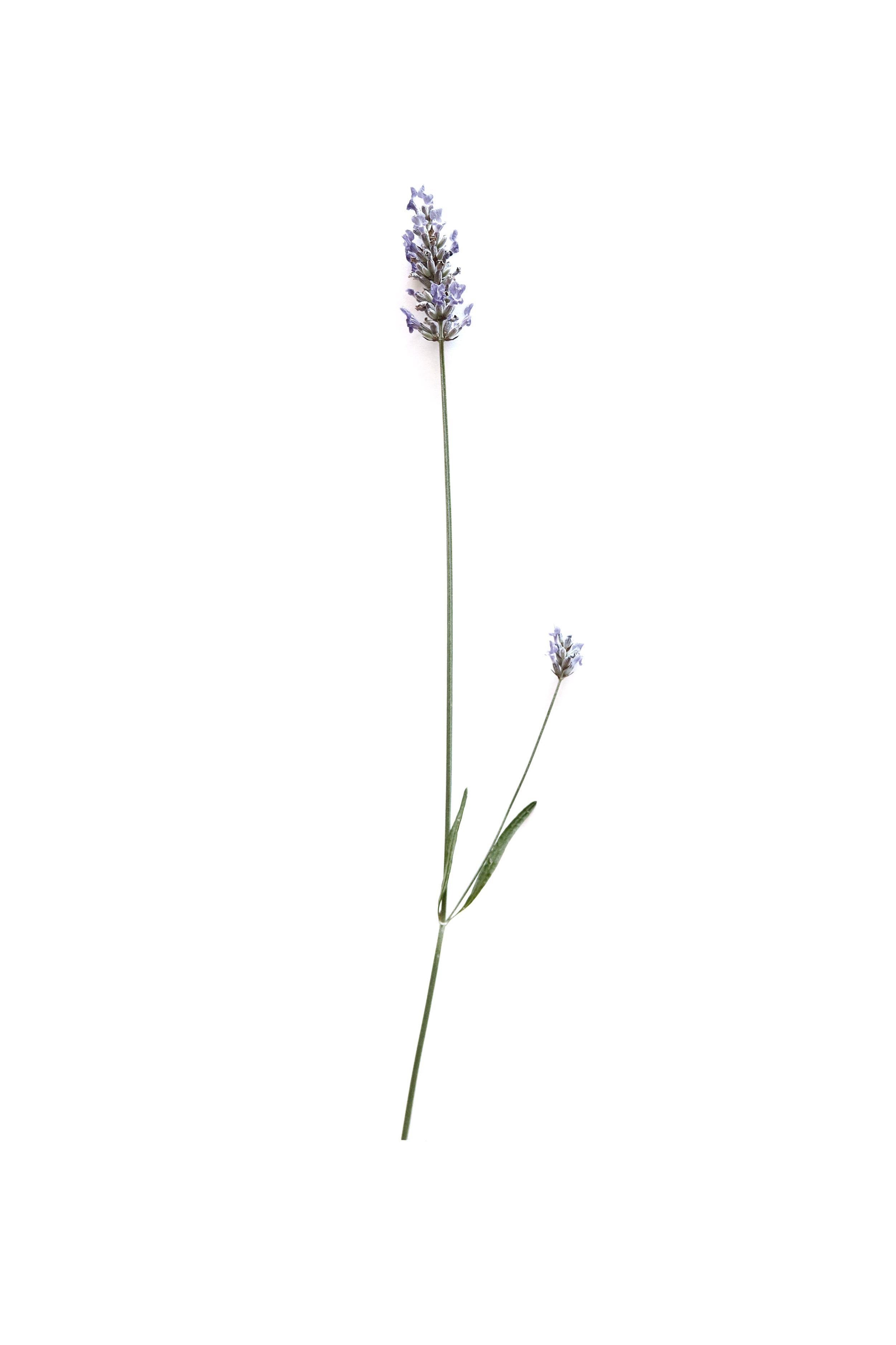 2500x3750 Lavender Still