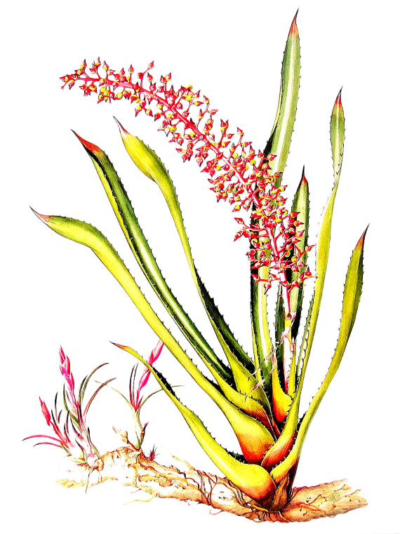 570x761 Collection Of Free Botanical Drawing Grass Download On Ui Ex