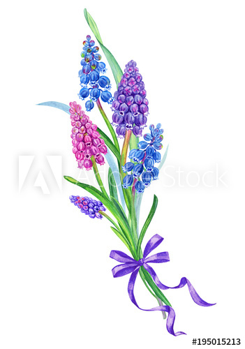 351x500 Bouquet Of Spring Flowers Of Muscari, Watercolor Drawing On White
