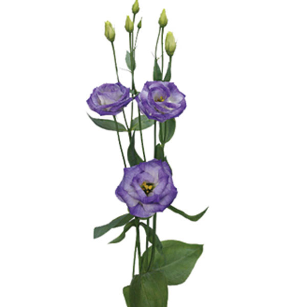 600x600 Lisianthus