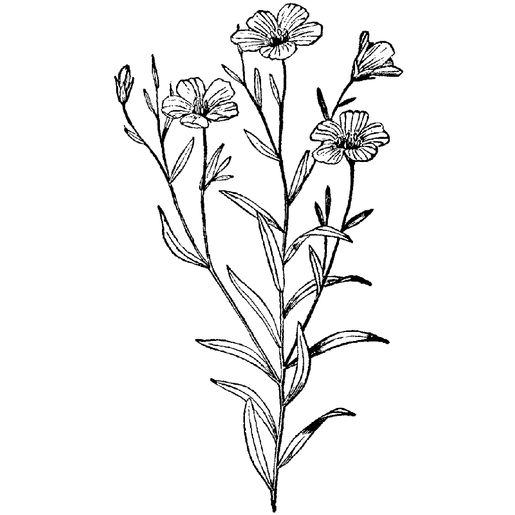 1024x1024 Wildflower Drawing Free Download