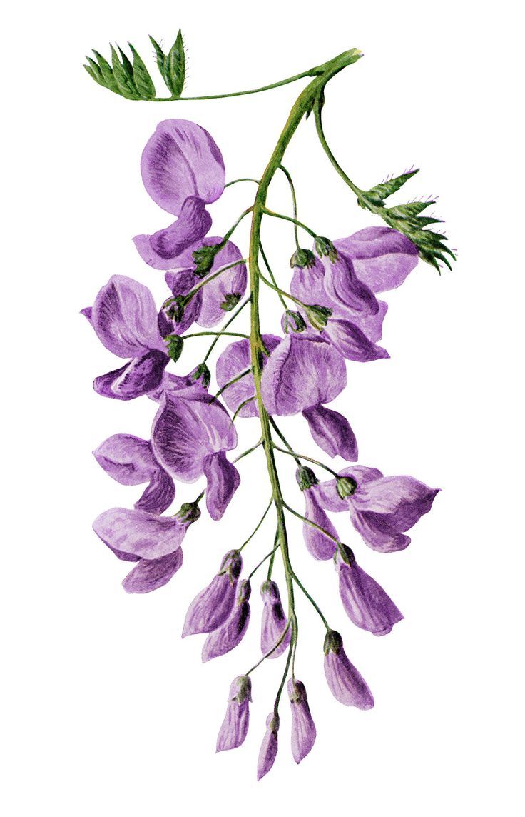 736x1144 Wisteria Clip Art, F Edward Hulme, Vintage Flower Illus, Purple