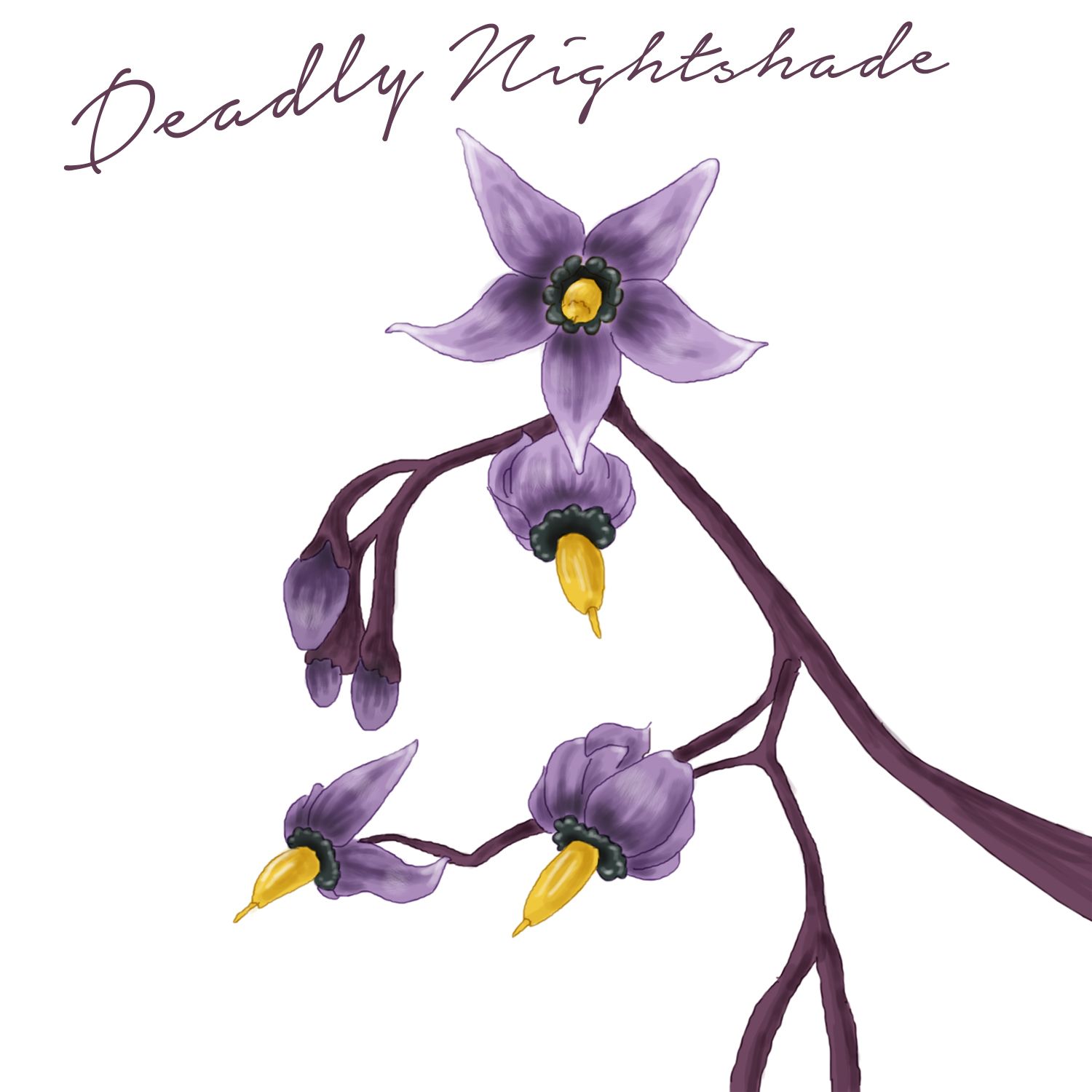 1500x1500 Beautiful But Deadly Poisonous Wild Flowers To Avoid! Pinetree