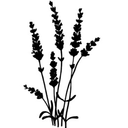 260x260 Download Primrose Drawing Clipart Flower Drawings Coloring Book