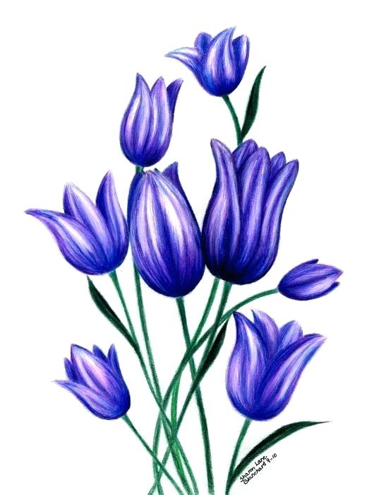 554x700 drawings of tulips tulip tulip drawing draw tulips