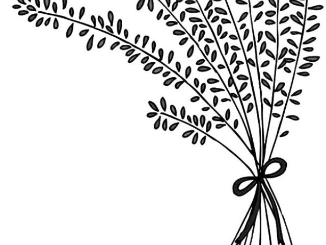 640x480 Drawn Lavender Line Drawing