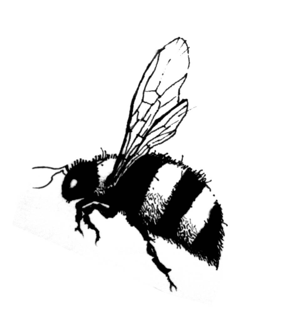 899x1000 Bee Drawing Lavender For Free Download