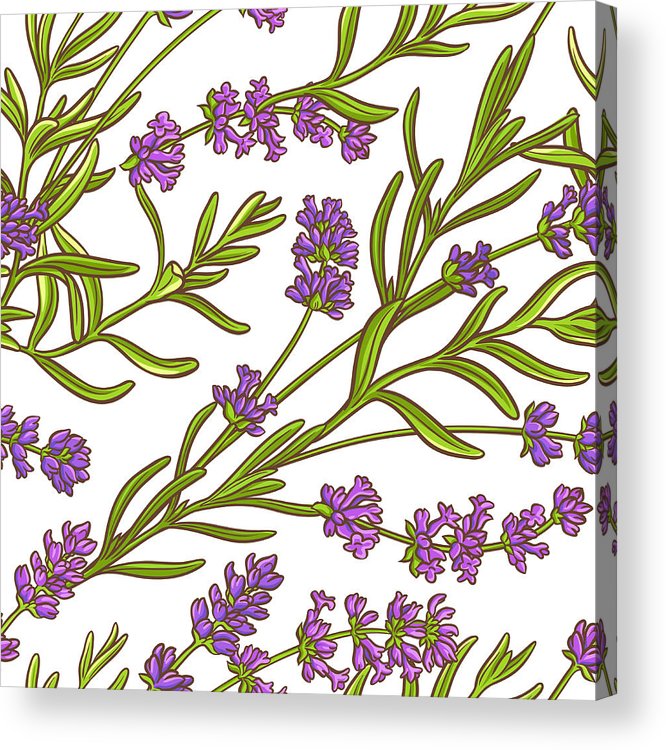 666x750 Lavender Plant Vector Pattern Acrylic Print