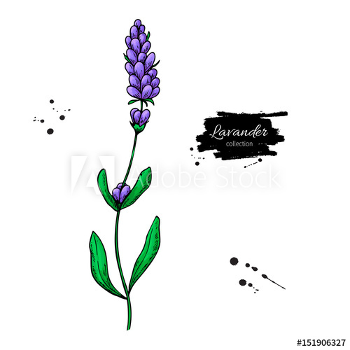 500x500 Lavender Vector Drawing Set Isolated Wild Flower And Leaves