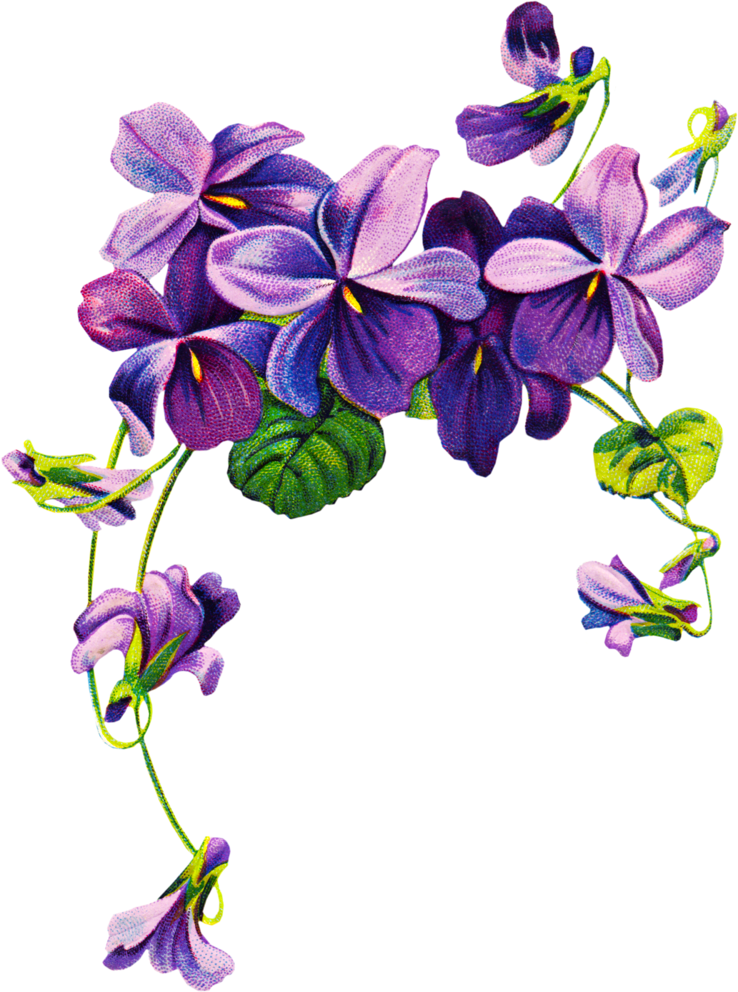 Lavender Flower Drawing