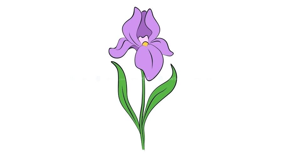 900x500 How To Draw An Iris Flower Step