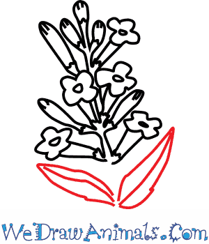 300x350 How To Draw A Lavender Flower