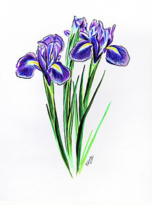 222x300 Lavender Flower Drawings