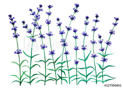 500x359 Lavender Flowers In Watercolor On White Background, Hand Painted