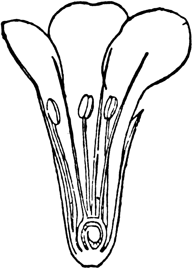 738x1024 Section Of Sea Lavender Flower Clipart Etc