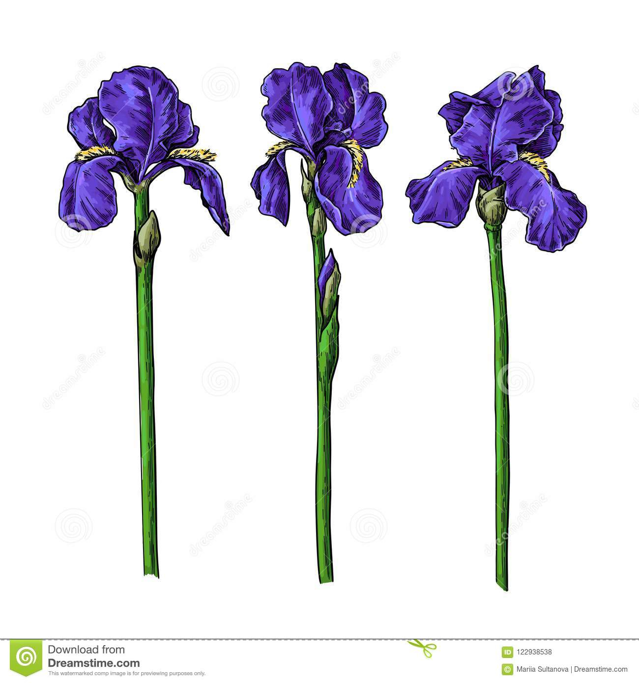 1300x1390 Temporary Iris Flower And Leaves Drawing Vector Hand Drawn Floral