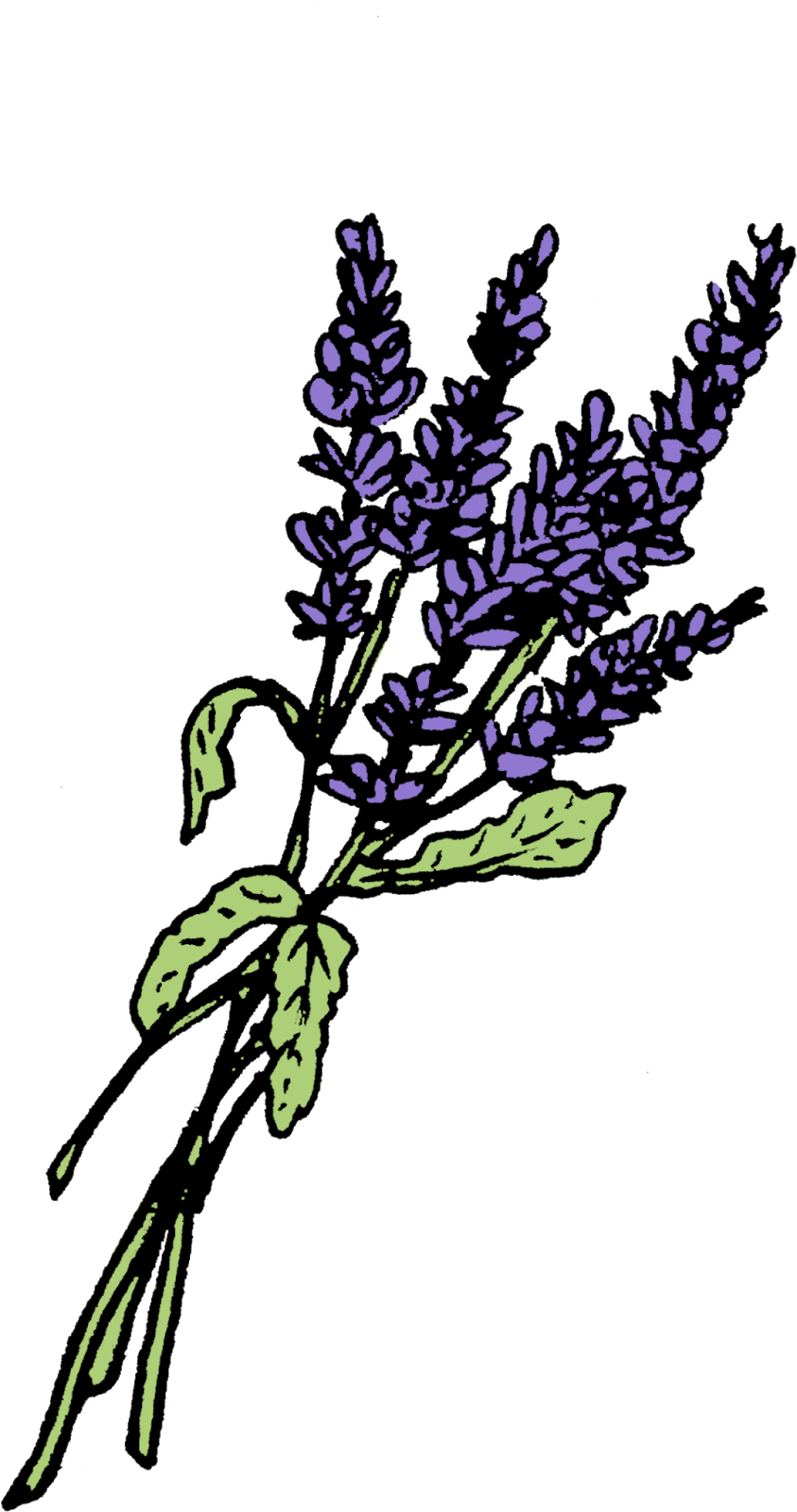 843x1600 Twig Drawing Lavender Transparent Png Clipart Free Download