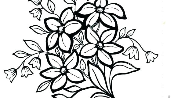 570x320 Collection Flower Coloring Pages Lavender Pictures