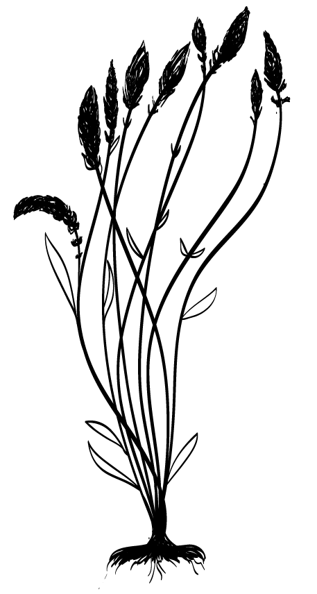 457x856 Lavender Black Flower Drawing Gardening Flower And Vegetables