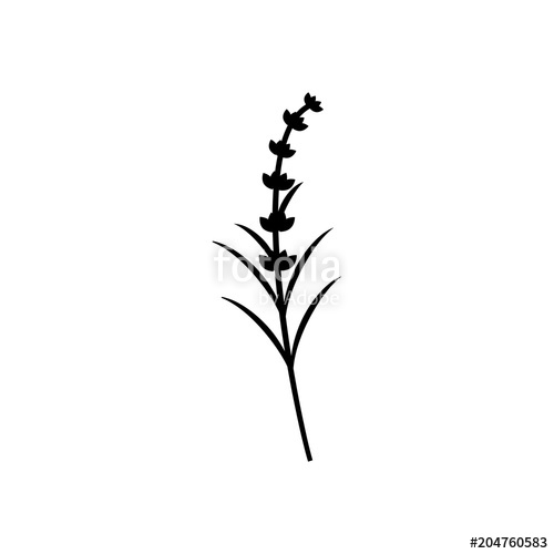 500x500 Branch Of Lavender Silhouette Stock Image And Royalty Free Vector