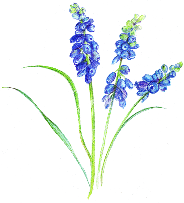 Lavender Plant Drawing