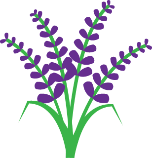308x320 Lavendar Drawing Purple Loosestrife Frames Illustrations Hd