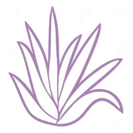 270x270 Aloe Drawing Plant Transparent Png Clipart Free Download