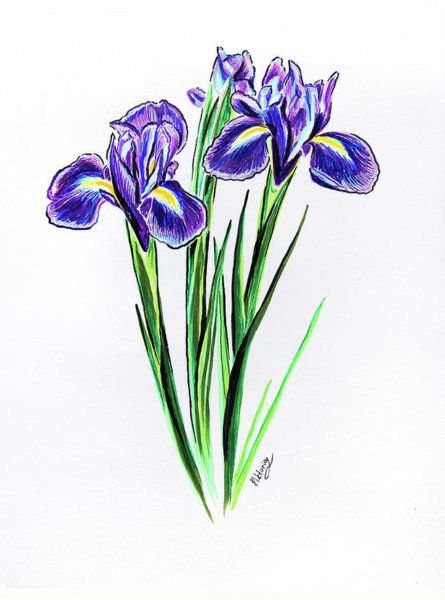 445x600 Lavender Flowers Drawings
