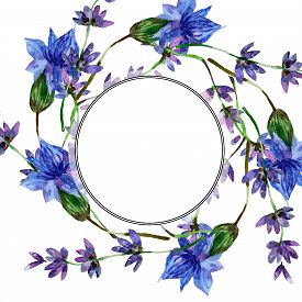 275x275 Lavender Flowers Isolated Photos And Images